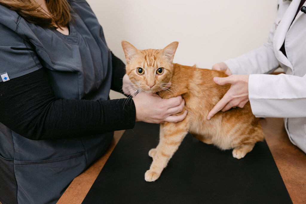 Orange tabby cat receiving a hands-on physical exam from the veterinary team at White Oaks Veterinary Hospital in Manheim, PA.