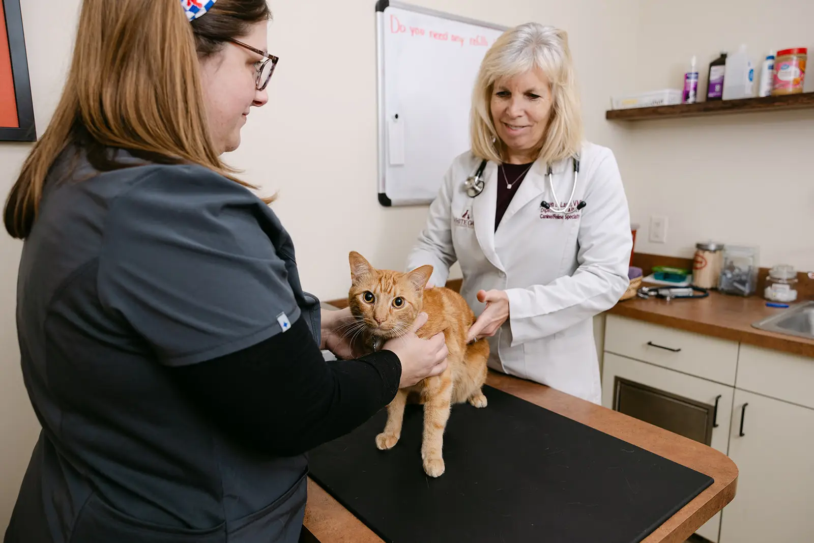 Veterinarian and technician performing a routine wellness exam on an orange tabby cat in an exam room at White Oaks Veterinary Hospital, Manheim PA.