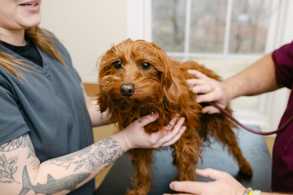 Small brown dog receiving a routine wellness exam from the veterinary team at White Oaks Veterinary Hospital in Manheim, PA.